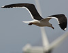 3cy graellsii LBBG in June, ringed in the Netherlands. (135385 bytes)